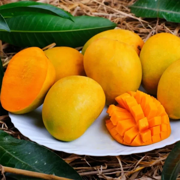 Alphonso Mango